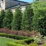 Planting a Privacy Screen - Landscaping Network