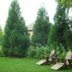 privacy landscape | Privacy Plantings | Gardening | Privacy
