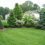 Pin by Debbie Peters on Honna | Privacy landscaping, Evergreen