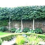 Backyard Privacy Backyard Privacy Landscaping Ideas Best Trees For
