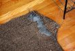 Wool Rugs VS Polypropylene Rugs : Which is Best? | RugKnots