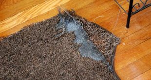 Wool Rugs VS Polypropylene Rugs : Which is Best? | RugKnots