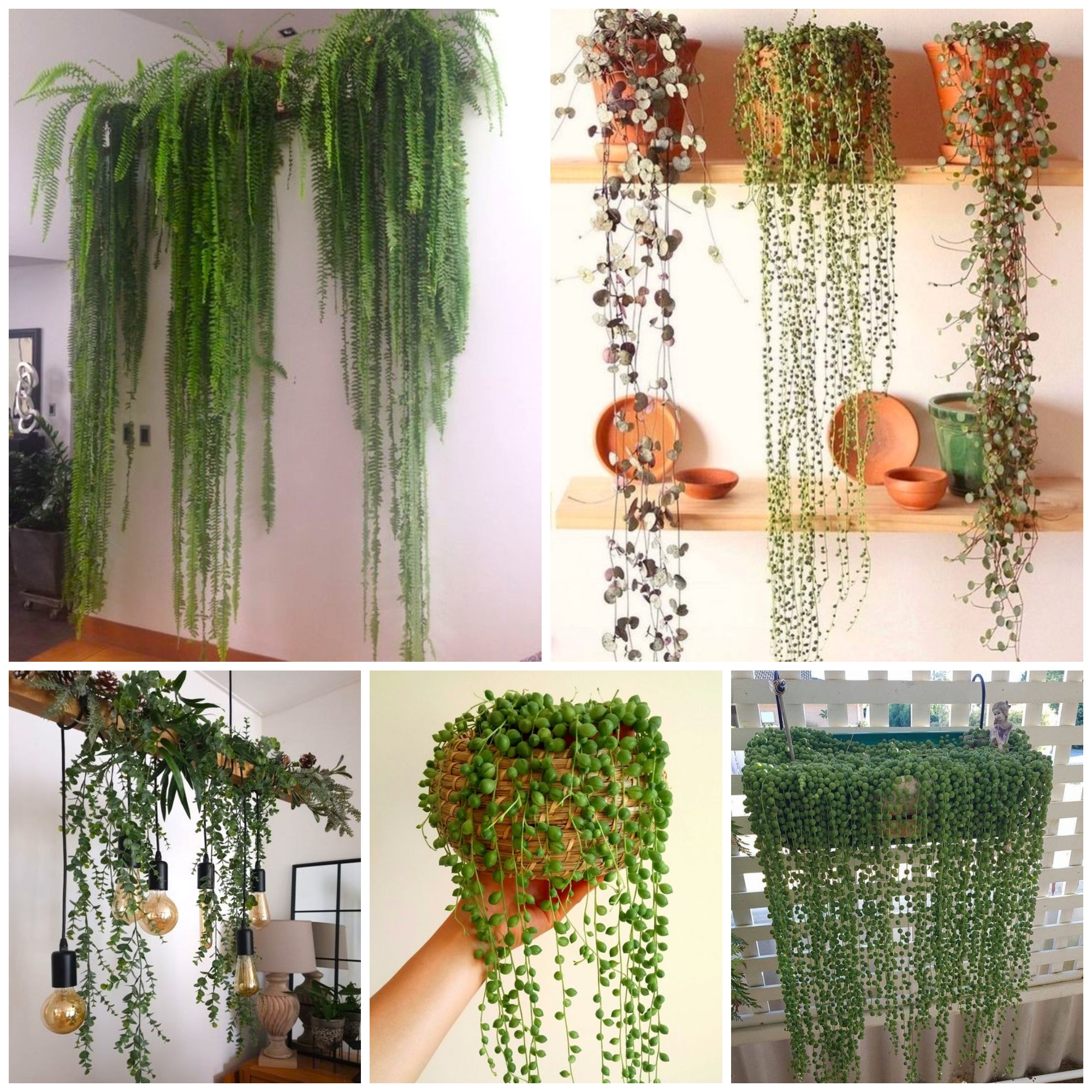 Beginner Friendly Indoor Hanging Plants