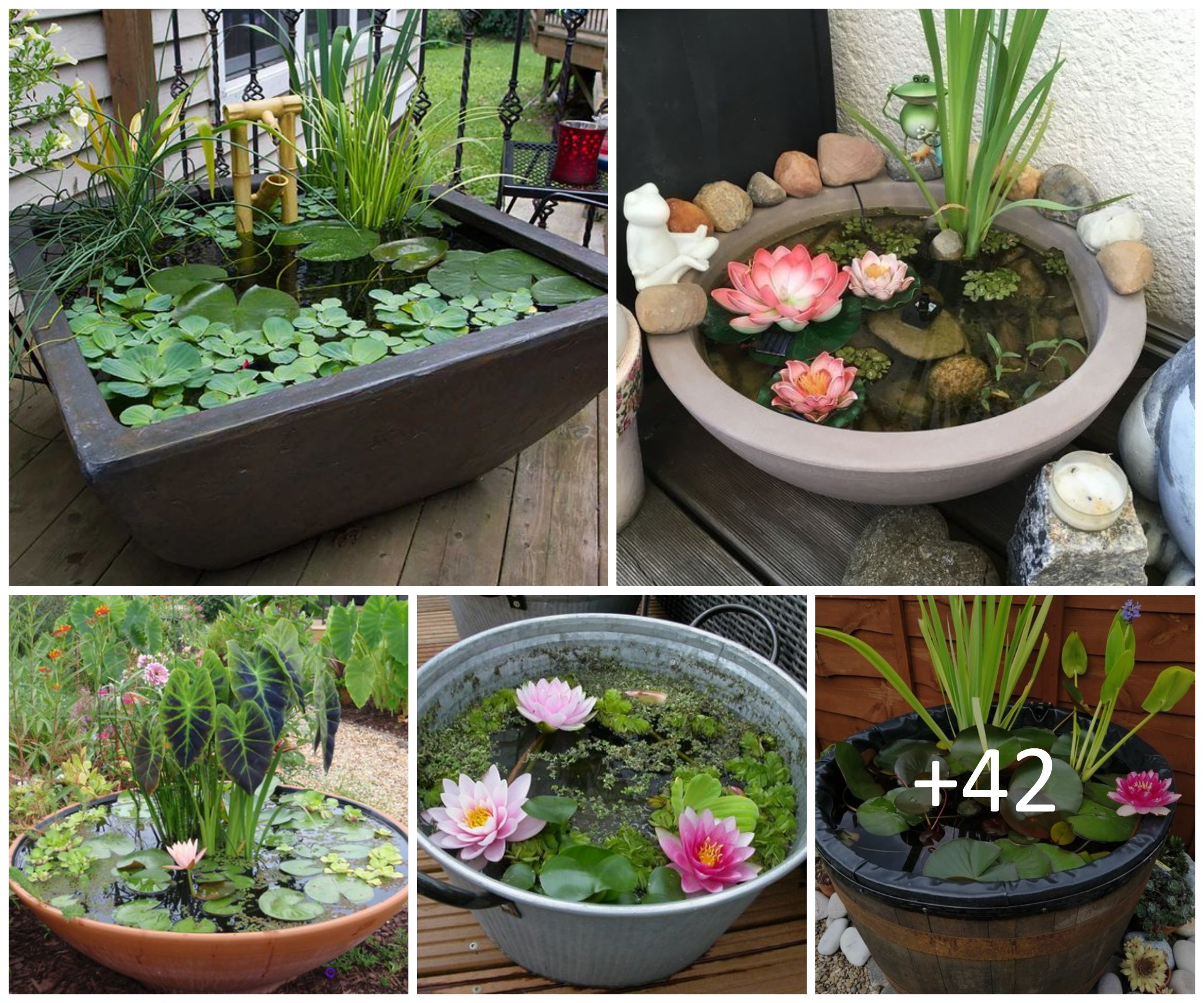 Tiny Water Garden with a Container