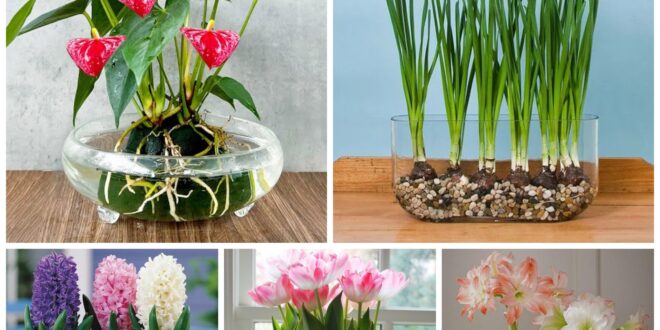 The Fascinating World of Water-Grown Plants – redboth.com