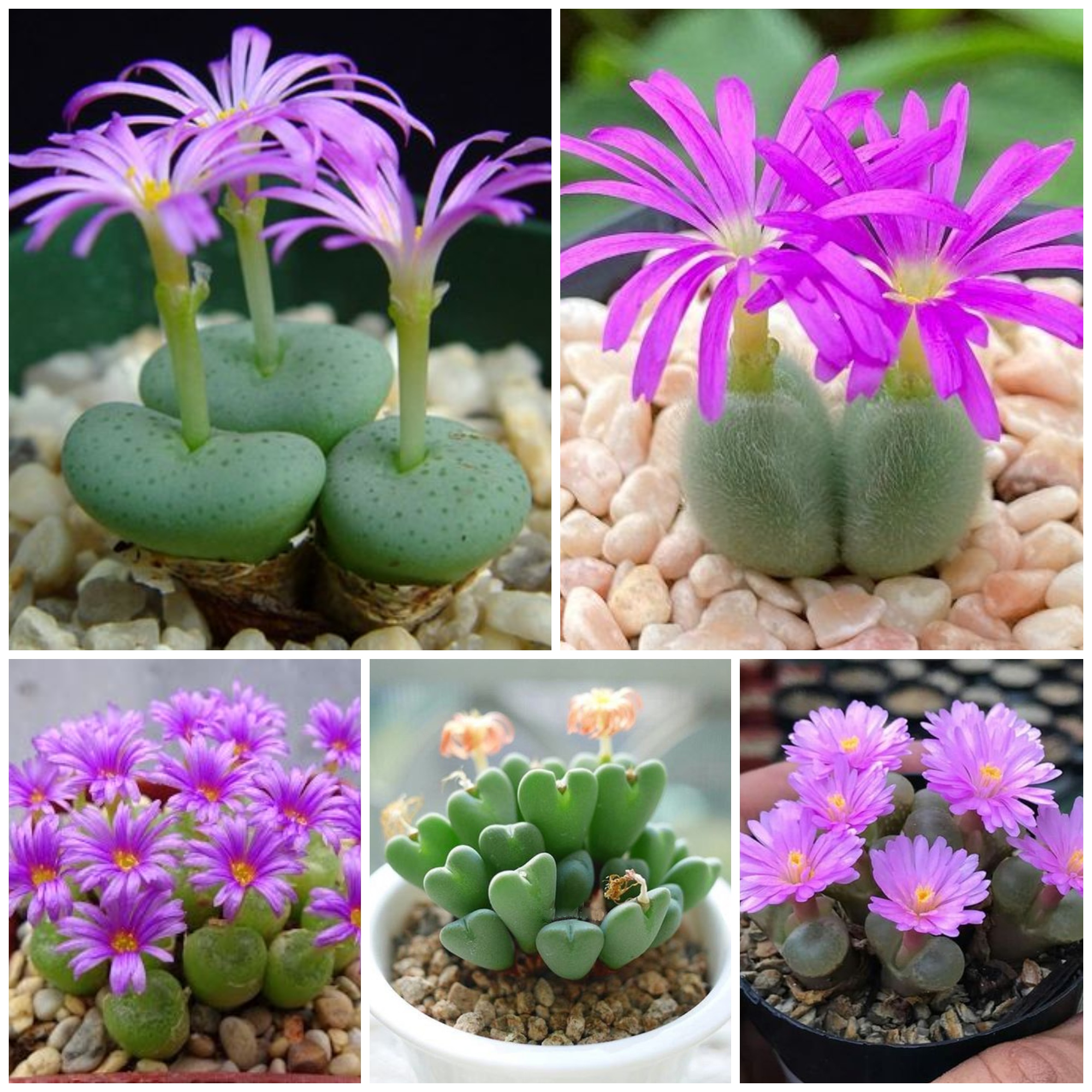 How to Grow and Care for Conophytum
