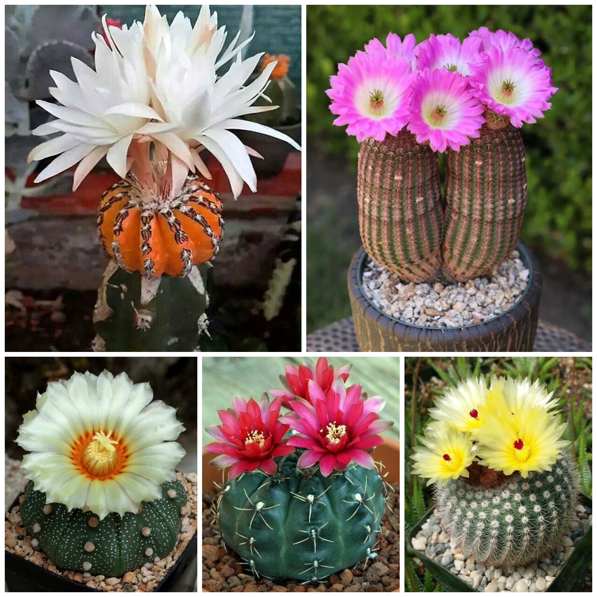 How to Get Your Cactus to Flower