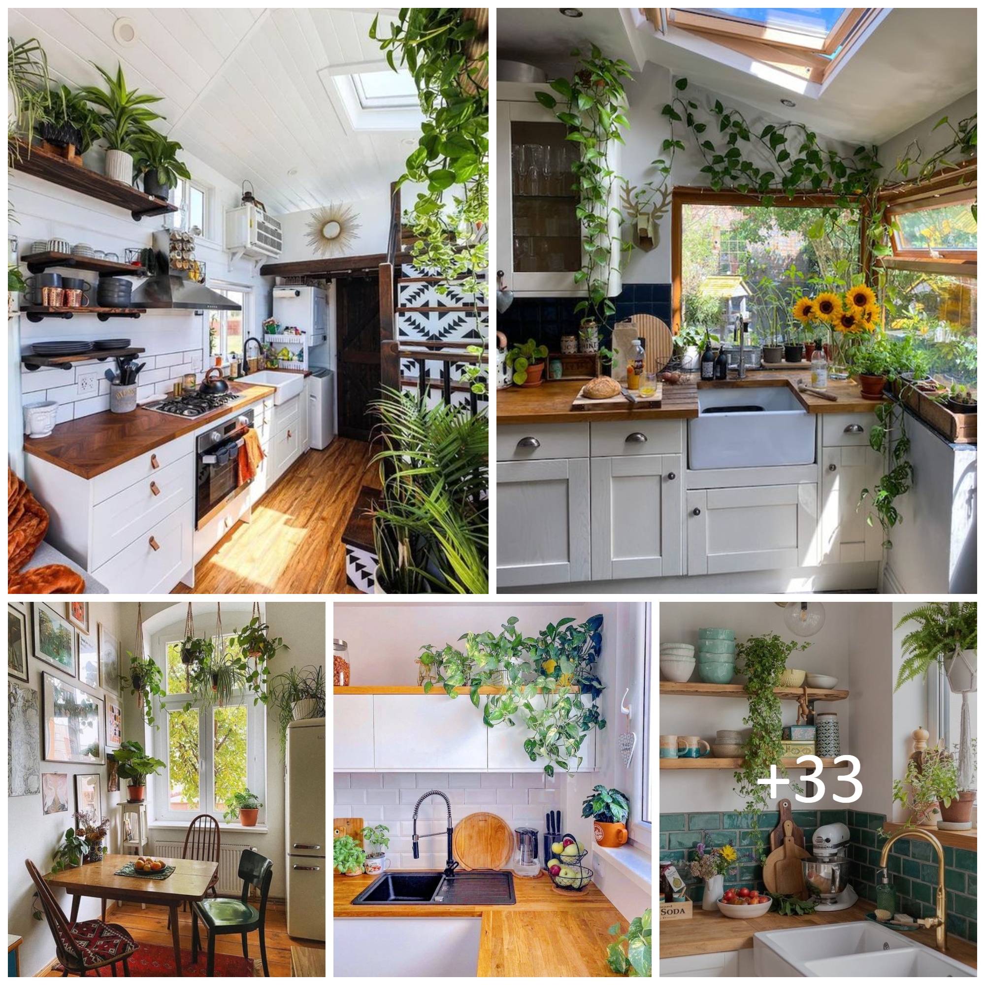 How to Decorate Kitchen with Green Indoor Plants and Save Money