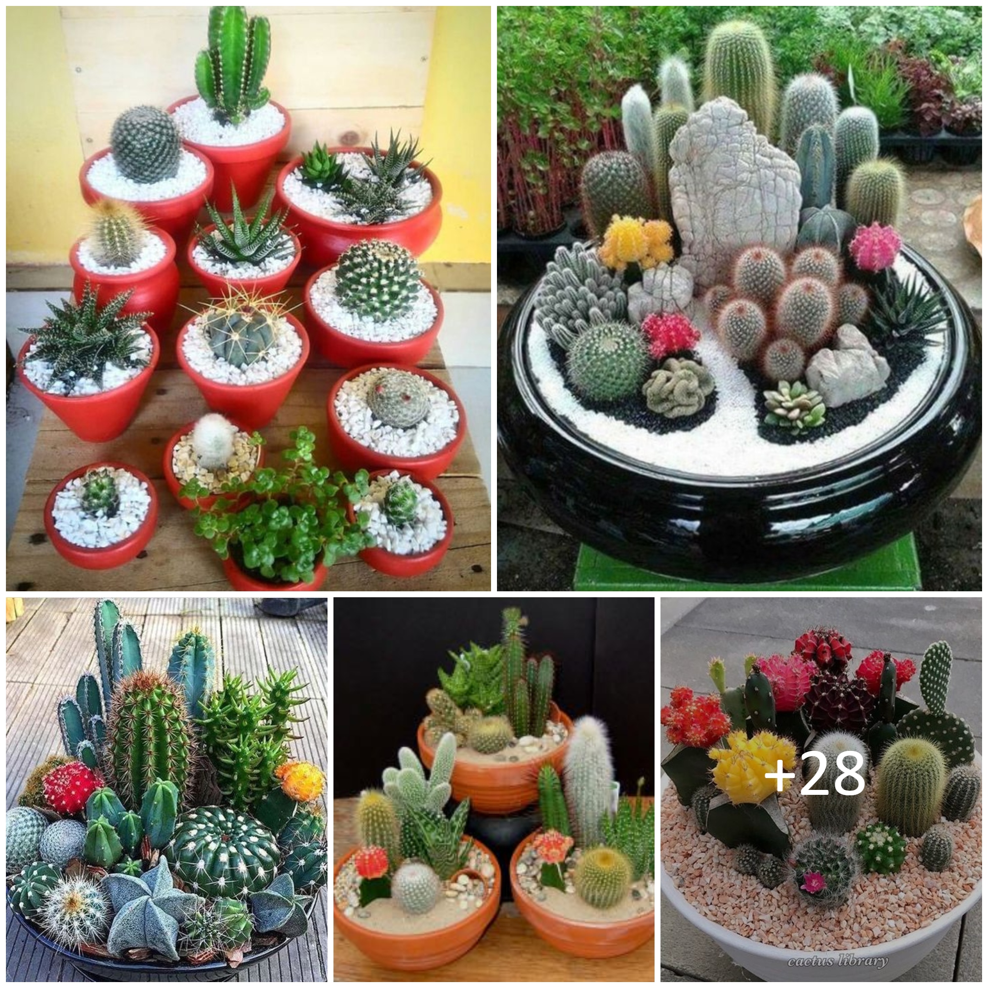 How To Keep A Cactus Dish Garden