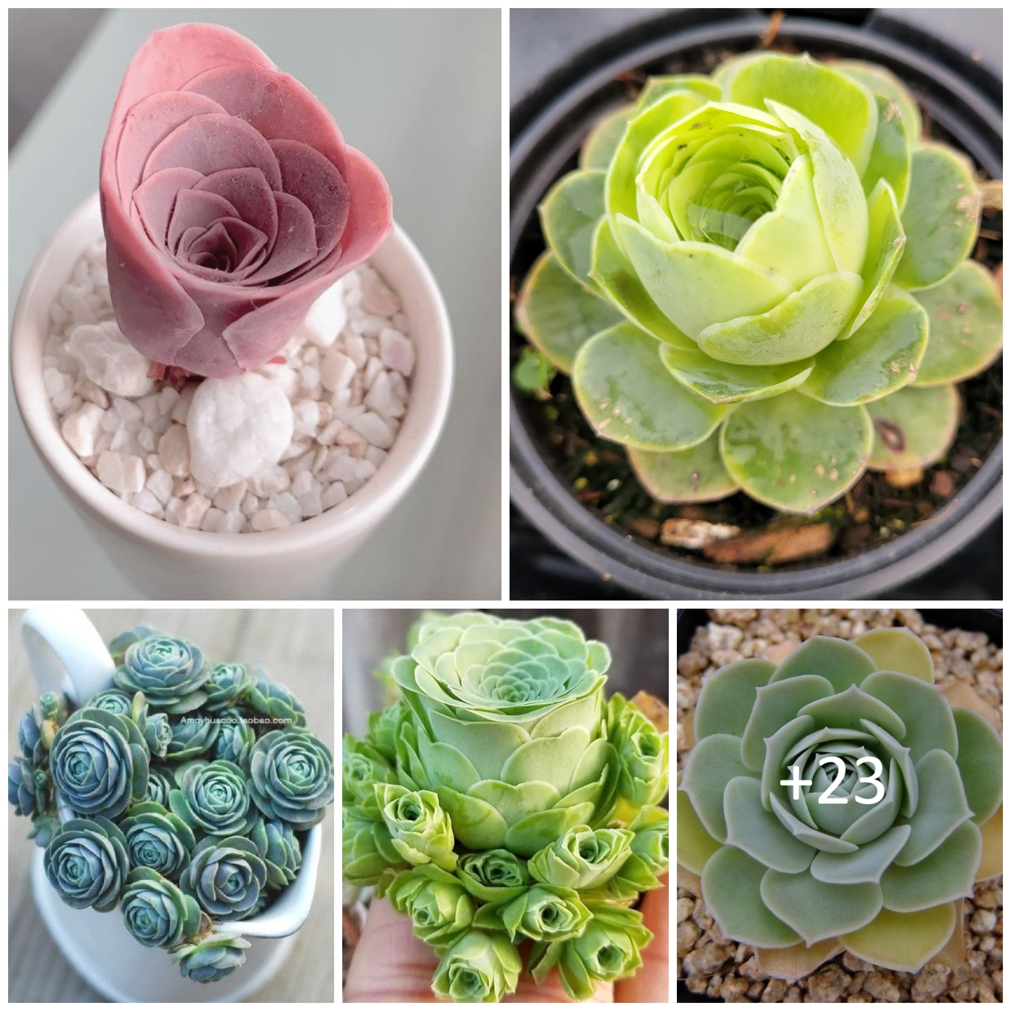 How to Care for and Grow Beautiful Rose Succulents