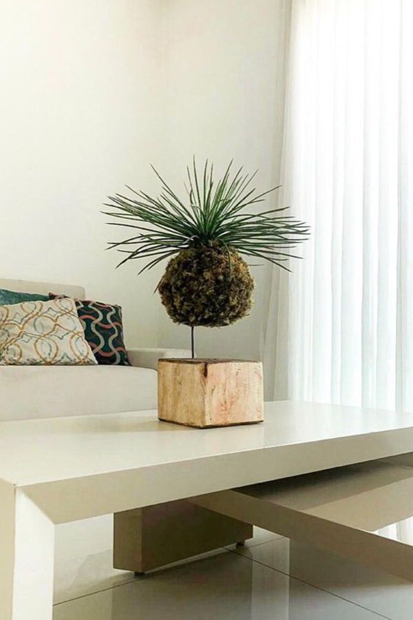 Creative Ways to Display Kokedamas: Transforming Your Space with Living Art