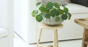 Beautiful Flower Pot Ideas