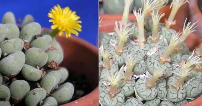 Cultivating Conophytum: A Guide to Growing these Unique Succulents