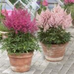 Beautiful Flower Pot Ideas