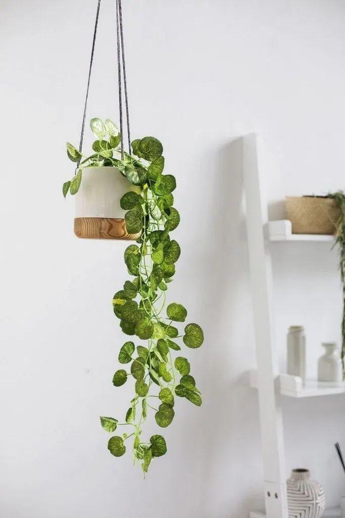 Gorgeous Indoor Hanging Plants for Greenery Enthusiasts