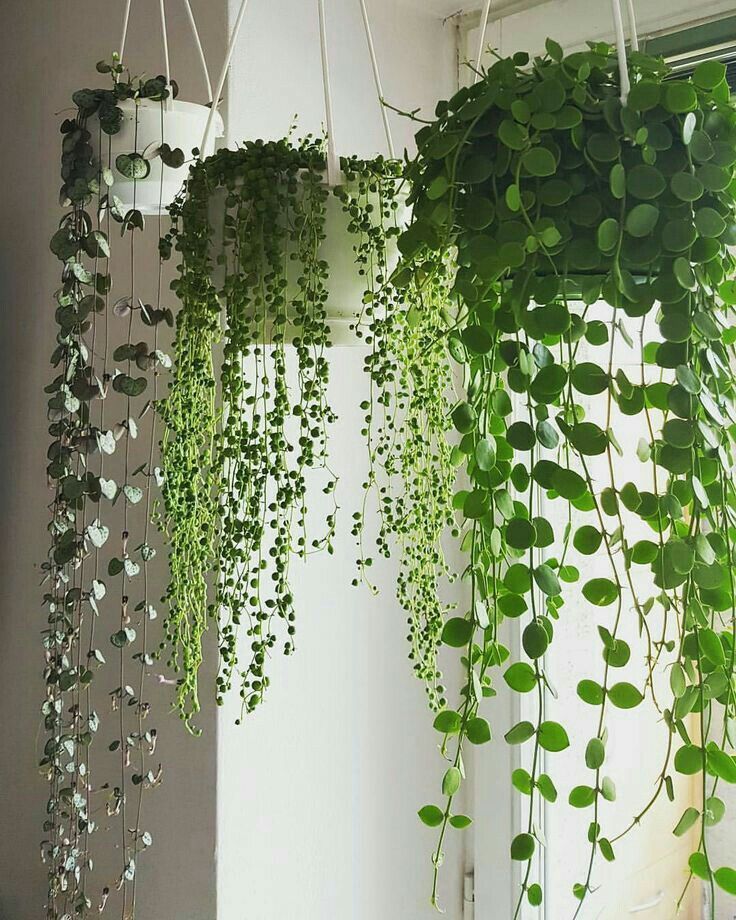 Green Beauties: Embracing the beauty of indoor hanging plants