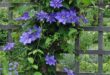 How to Grow Clematis Plants