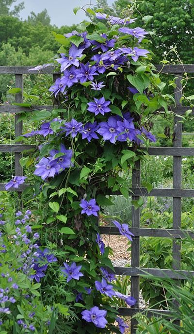 Simple Steps to Successfully Cultivate Clematis Plants
