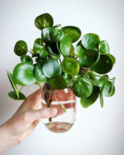 The Art of Cultivating Plants Successfully in Water