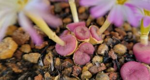 How to Grow for Conophytum