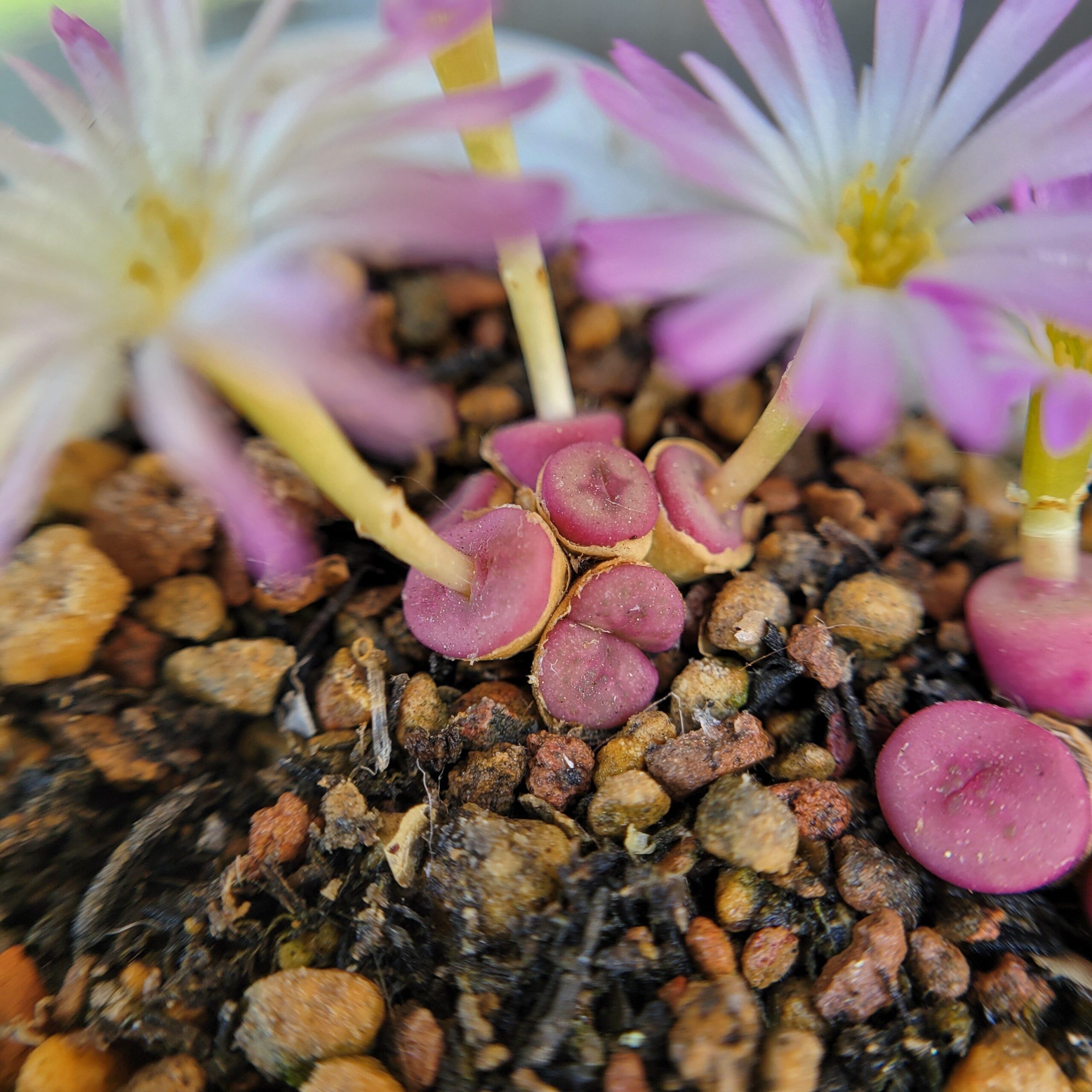 The Complete Guide to Growing Conophytum: Tips for Success