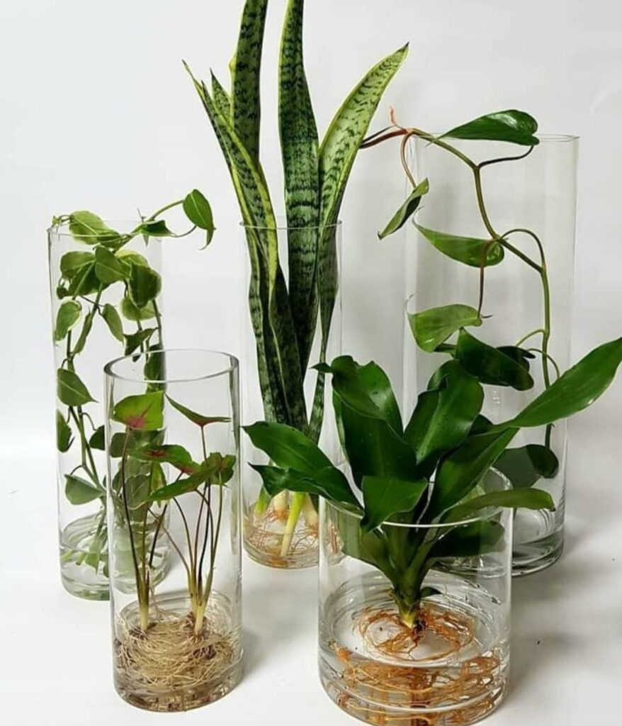 Plants That Grow in Water