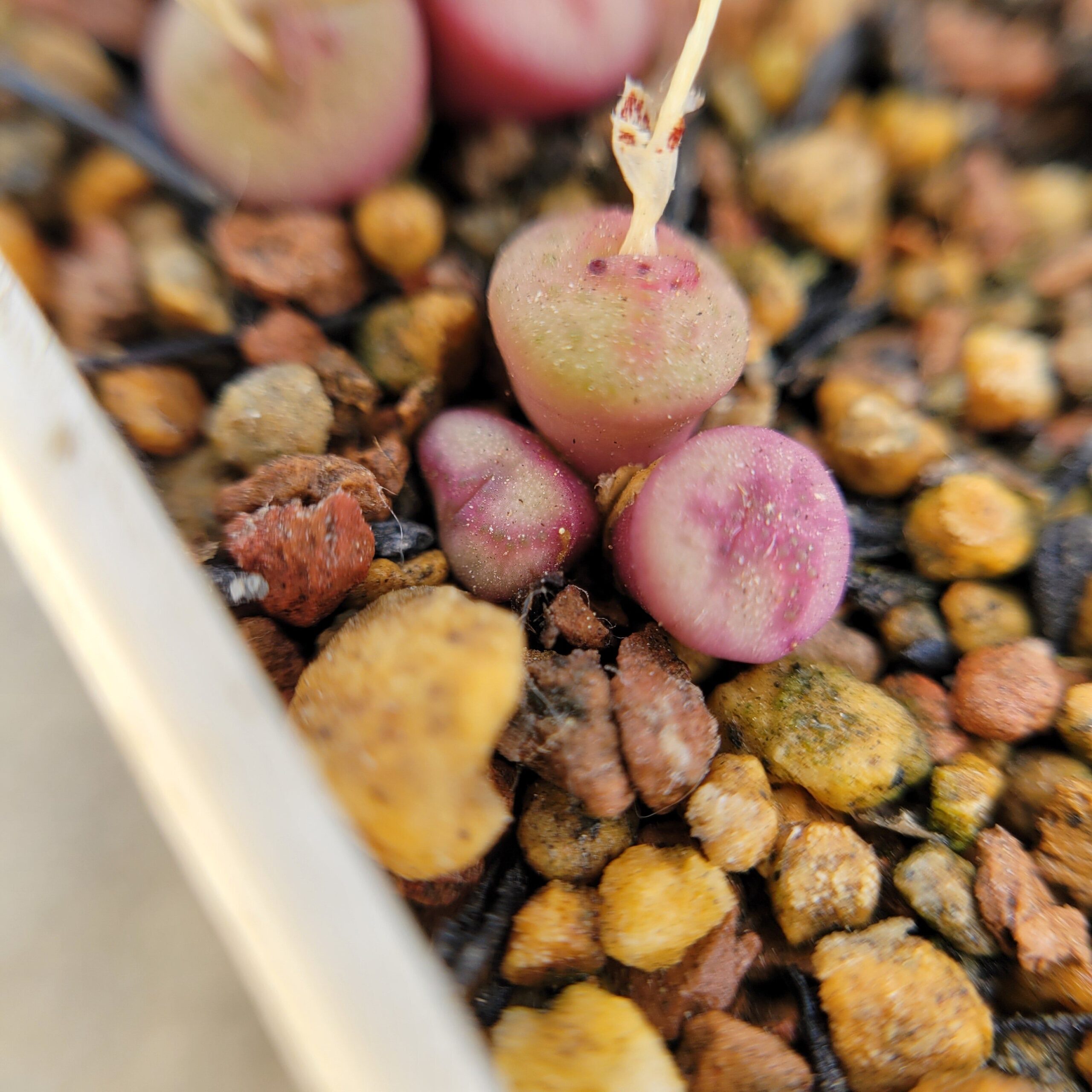 The Ultimate Guide to Cultivating Conophytum: A Comprehensive Approach