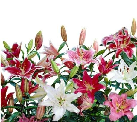 The Ultimate Guide to Successfully Growing Lilium Flowers