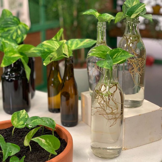 The art of cultivating plants without soil: Growing plants in water
