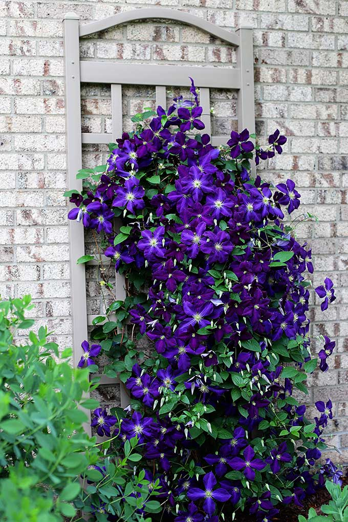 Tips for Successfully Growing Clematis Plants