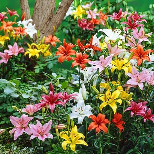 Ultimate Guide to Growing Stunning Lilium Flowers Successfully