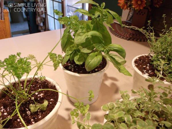 Fresh ⁤herbs ⁢in pots bring life and fragrance to‌ your farmhouse kitchen