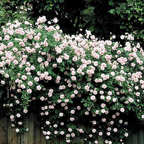 Transform dull fences with climbing plants to beautify your landscaping design