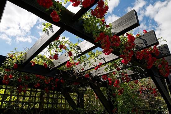 Build a pergola ​adorned with climbing plants for⁤ a⁤ shaded​ retreat