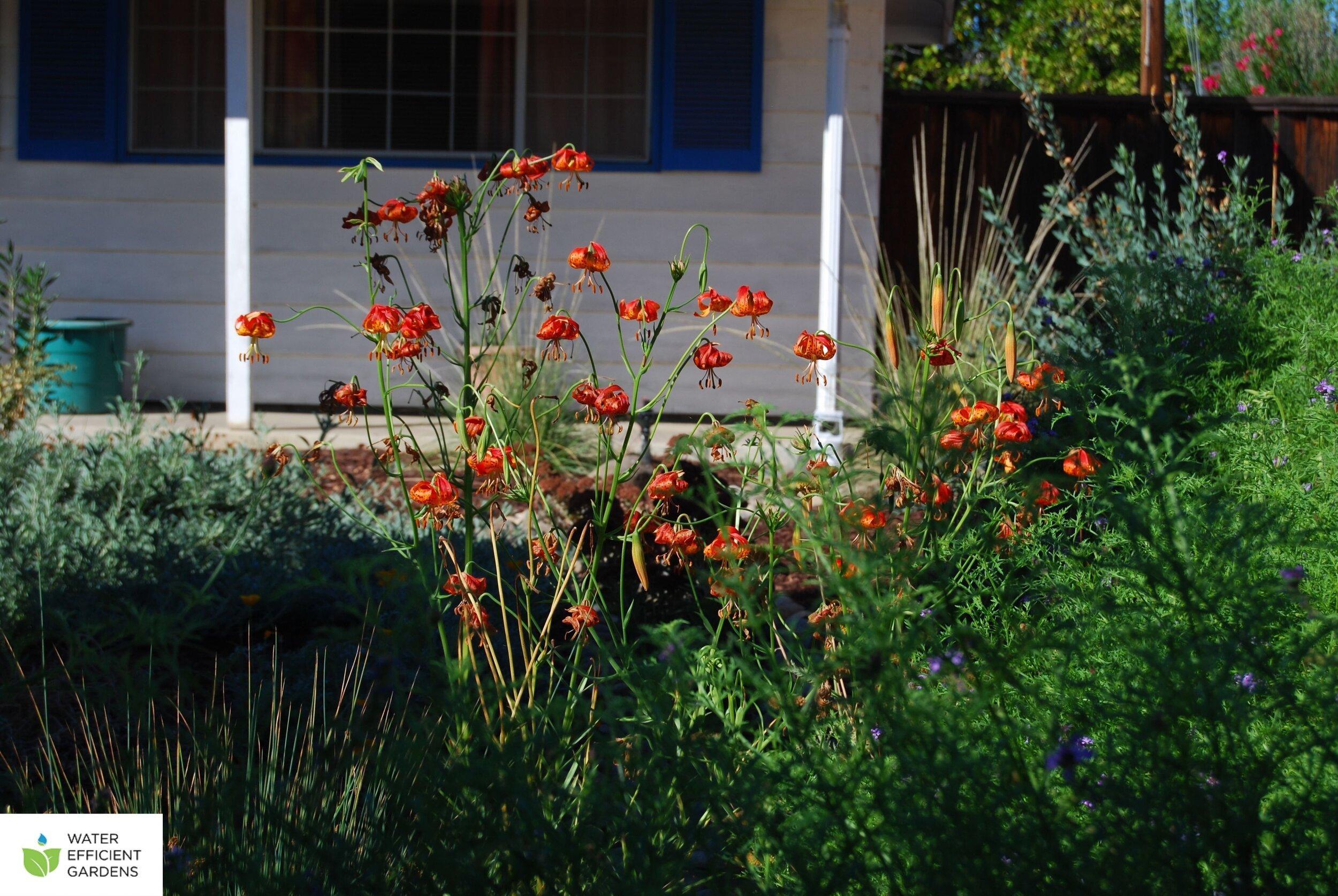 Embrace native plants to enhance ‌your⁣ backyard ⁢design and promote‍ local biodiversity