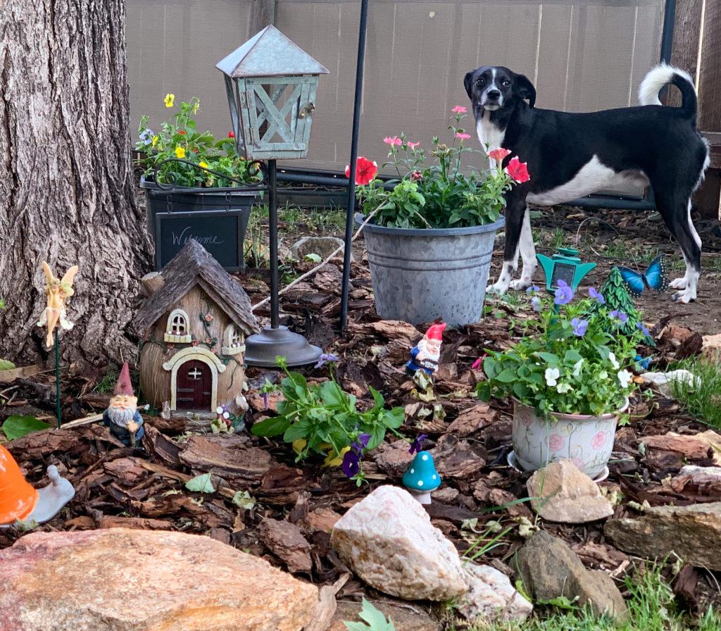 Create ​a whimsical fairy garden corner for a touch ⁢of magic