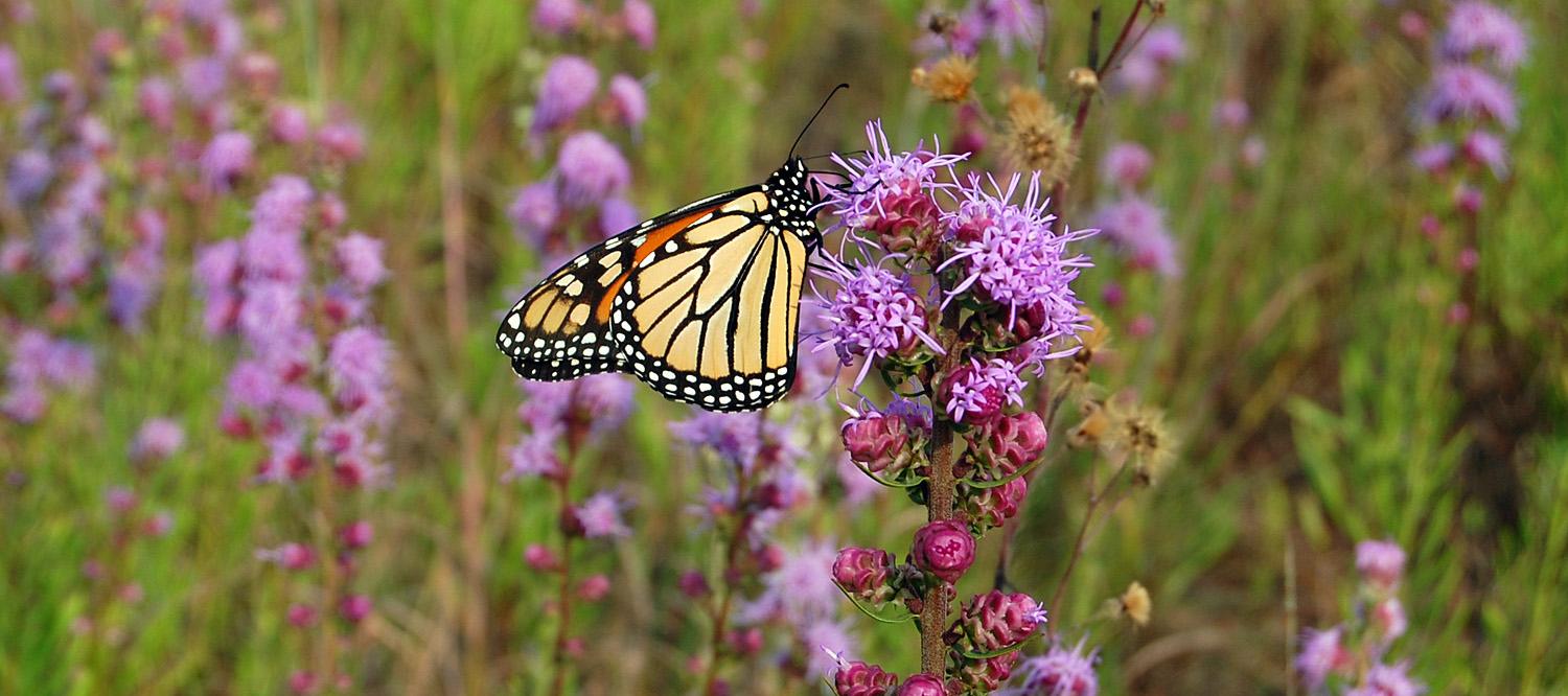 Design a ⁣butterfly garden with nectar-rich plants‍ to enchant⁤ your backyard design