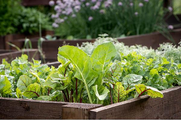 Plant ‌fragrant herbs in a small garden bed to spice ⁢up your ‍backyard design