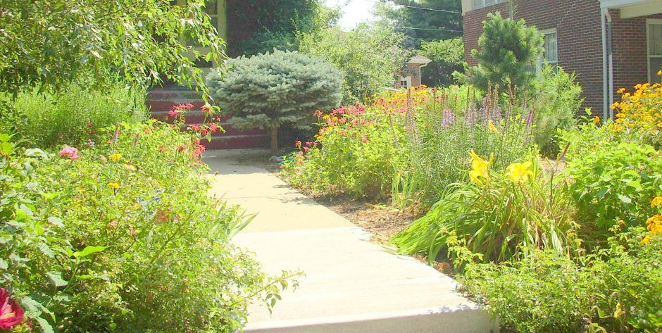 Utilize native plants to enhance sustainability in your backyard design