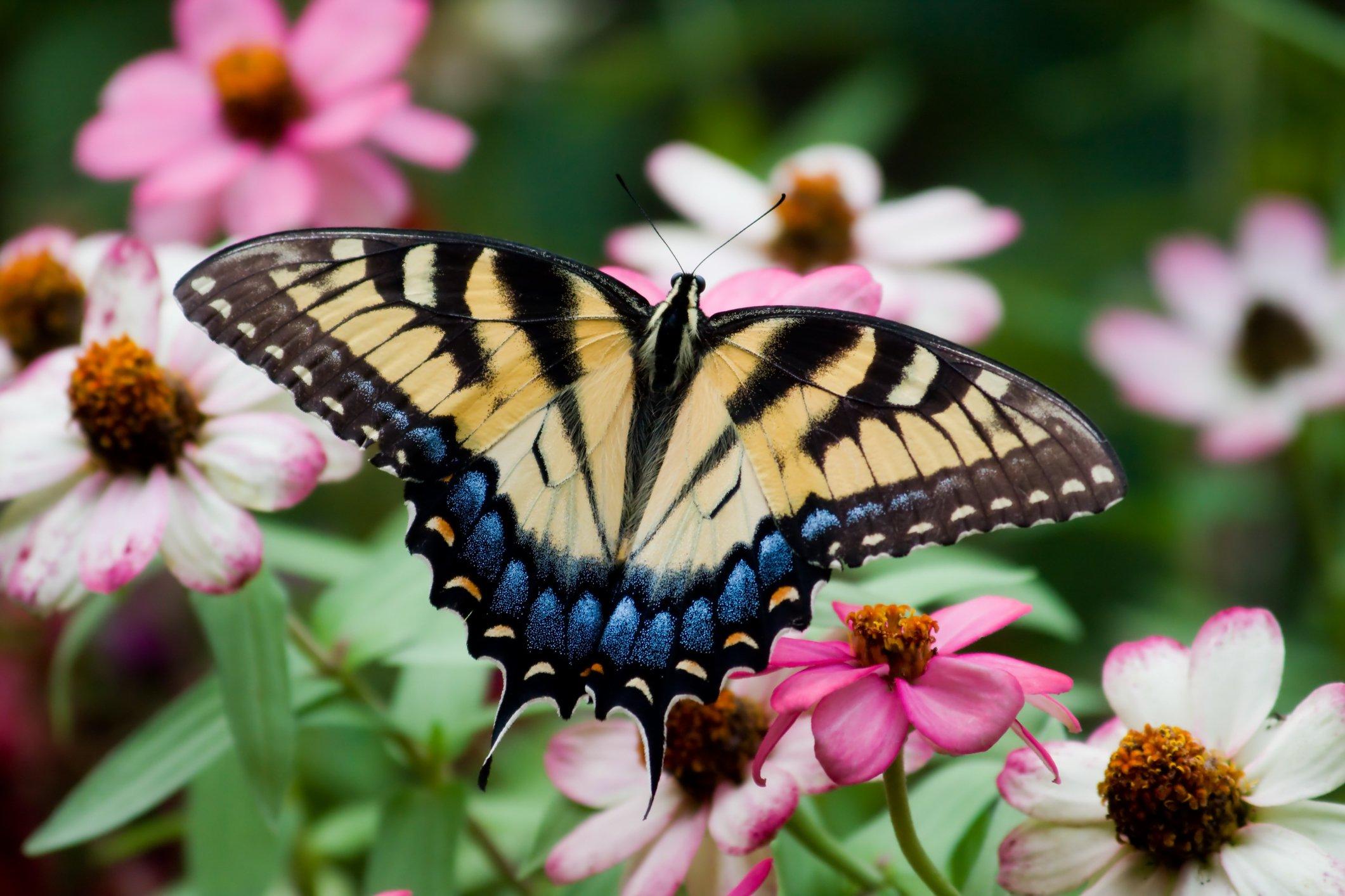 Design a vibrant flower garden to attract butterflies and enhance your backyard design