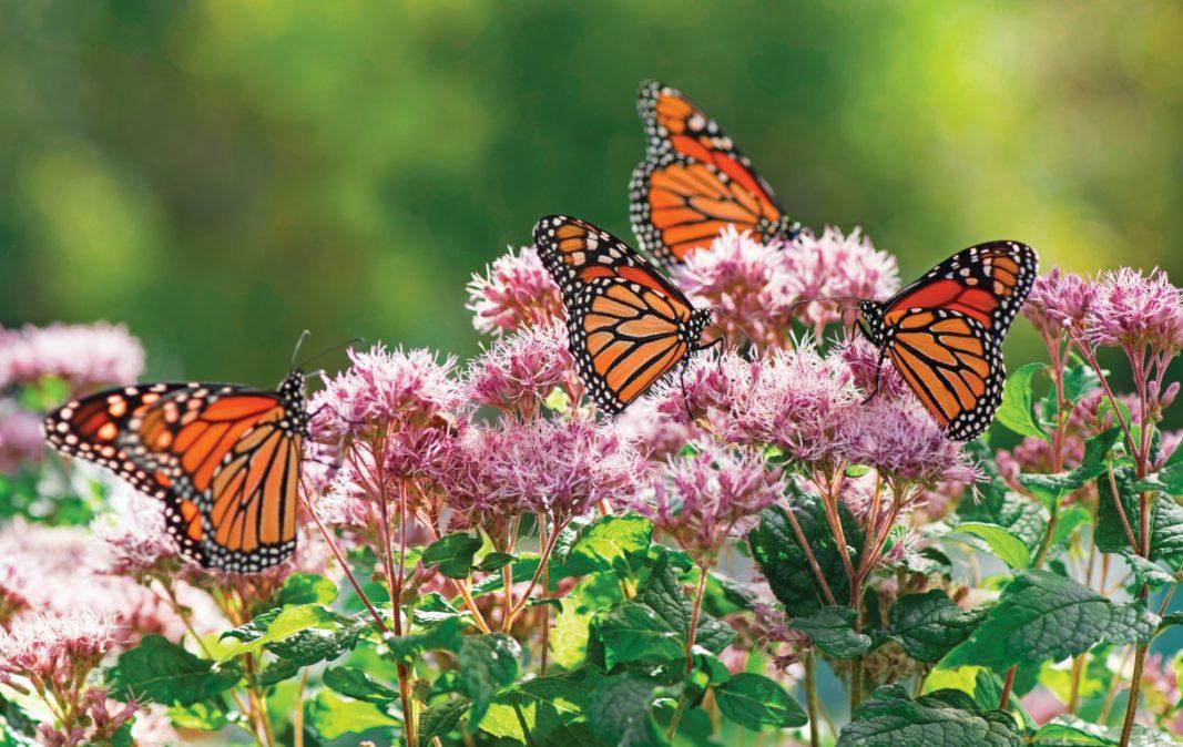 Plant native flowers⁢ that attract butterflies, enhancing beauty in your ‌modern backyard