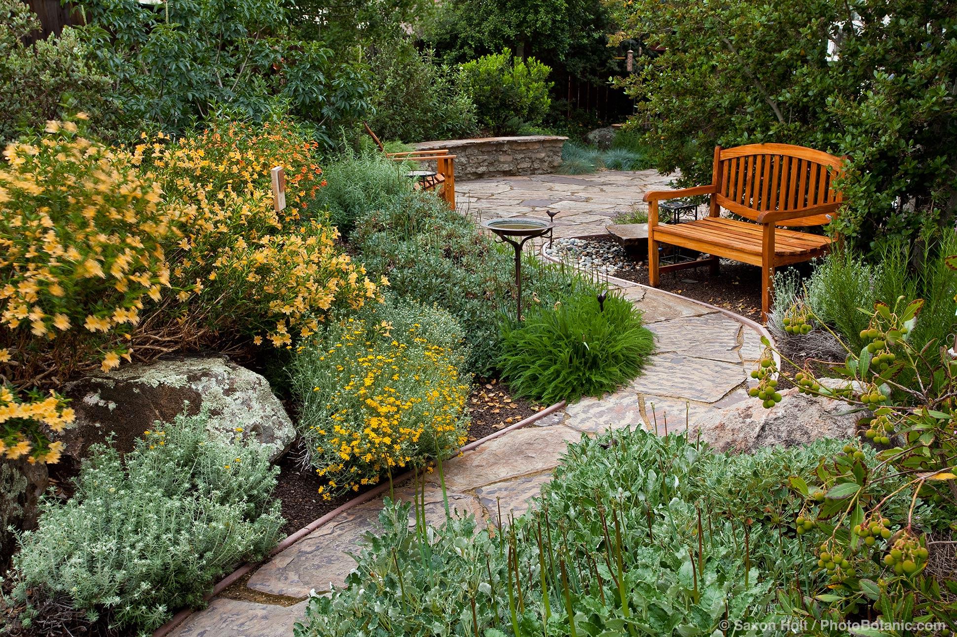 Use native plants to enhance your backyard designs sustainability and beauty