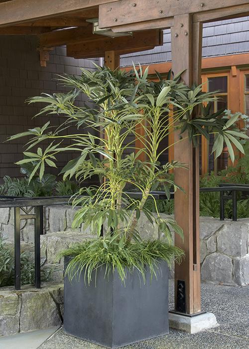 Select plants that thrive in your climate to elevate your patio design naturally