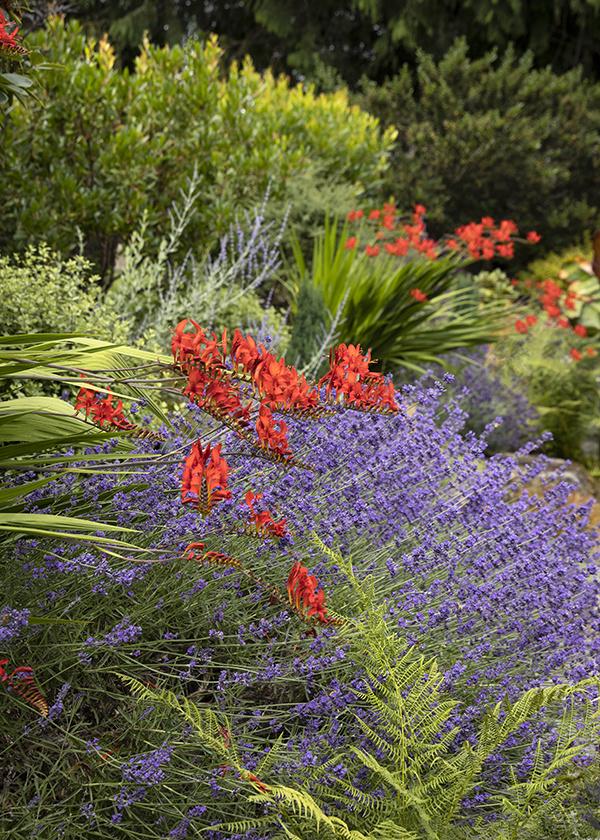 Choose ⁤a bold color palette for vibrant plant ⁢choices ‌in your modern backyard