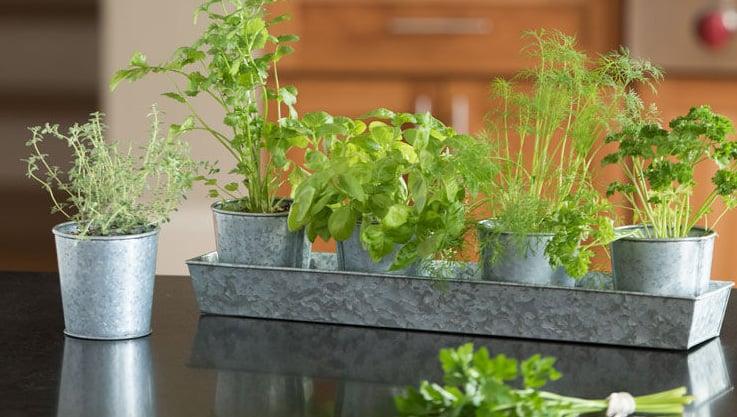 Fresh herbs growing ⁢in pots to inspire‌ culinary creativity in your farmhouse kitchen