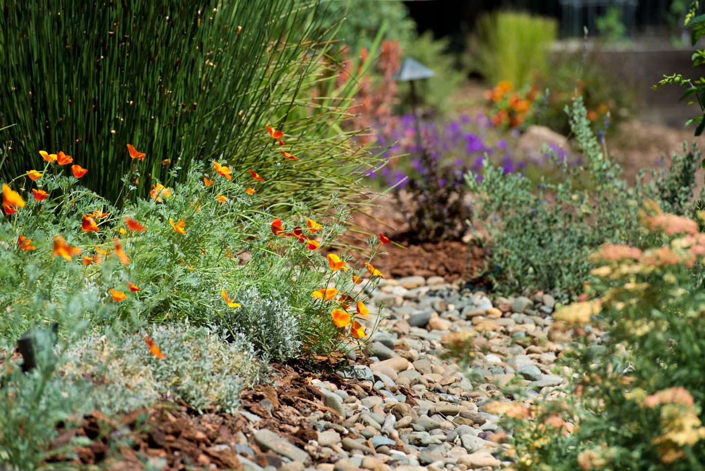 Consider sustainable landscaping design practices to promote biodiversity in your garden