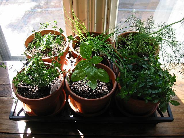 Create an herb​ garden⁢ on the windowsill of your Under Stairs Kitchen