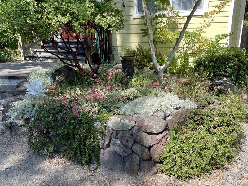 Embrace native plants for low-maintenance and eco-friendly landscaping design ideas