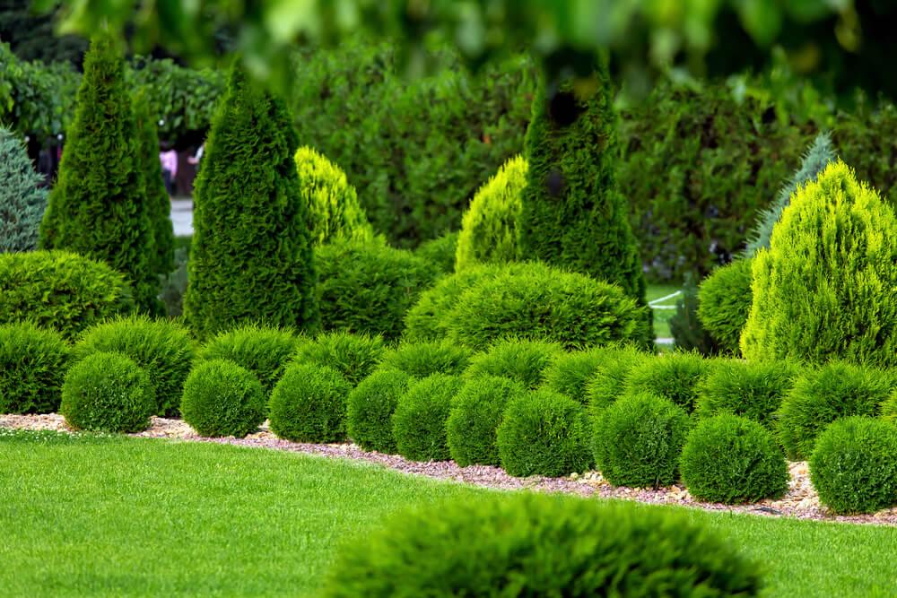 Utilize evergreen plants for year-round interest‌ in your landscaping design