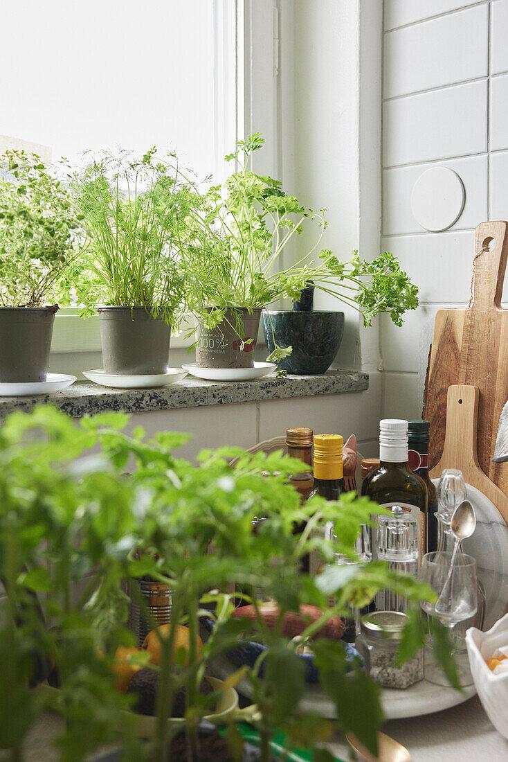 Potted⁢ herbs ⁢on windowsills for ‌freshness and beauty ⁢in your country kitchen